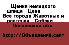 Щенки немецкого шпица › Цена ­ 20 000 - Все города Животные и растения » Собаки   . Пензенская обл.